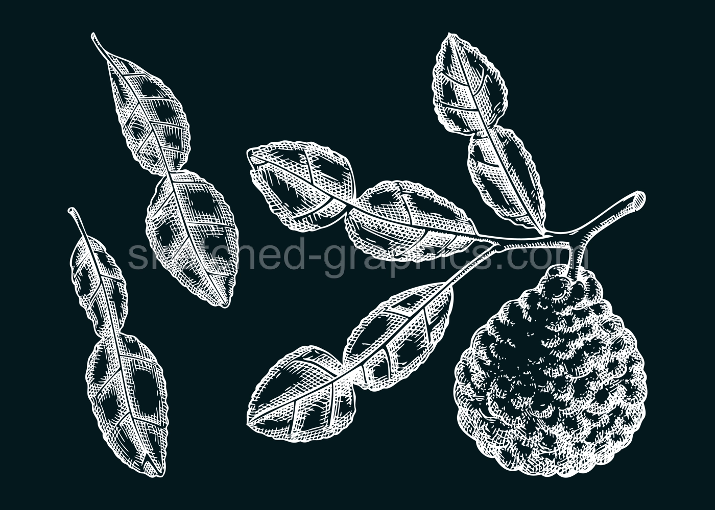 Kaffir lime sketches set. Kitchen spice chalk drawing. Citrus fruit branch with leaves hand-drawn vector illustration. NOT AI generated Illustration
